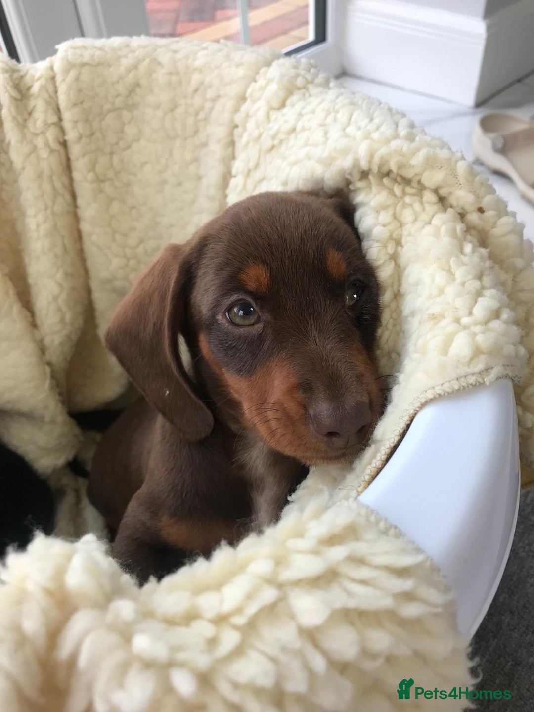 Dachshund dogs for sale: Dachshund puppies  - Image 10