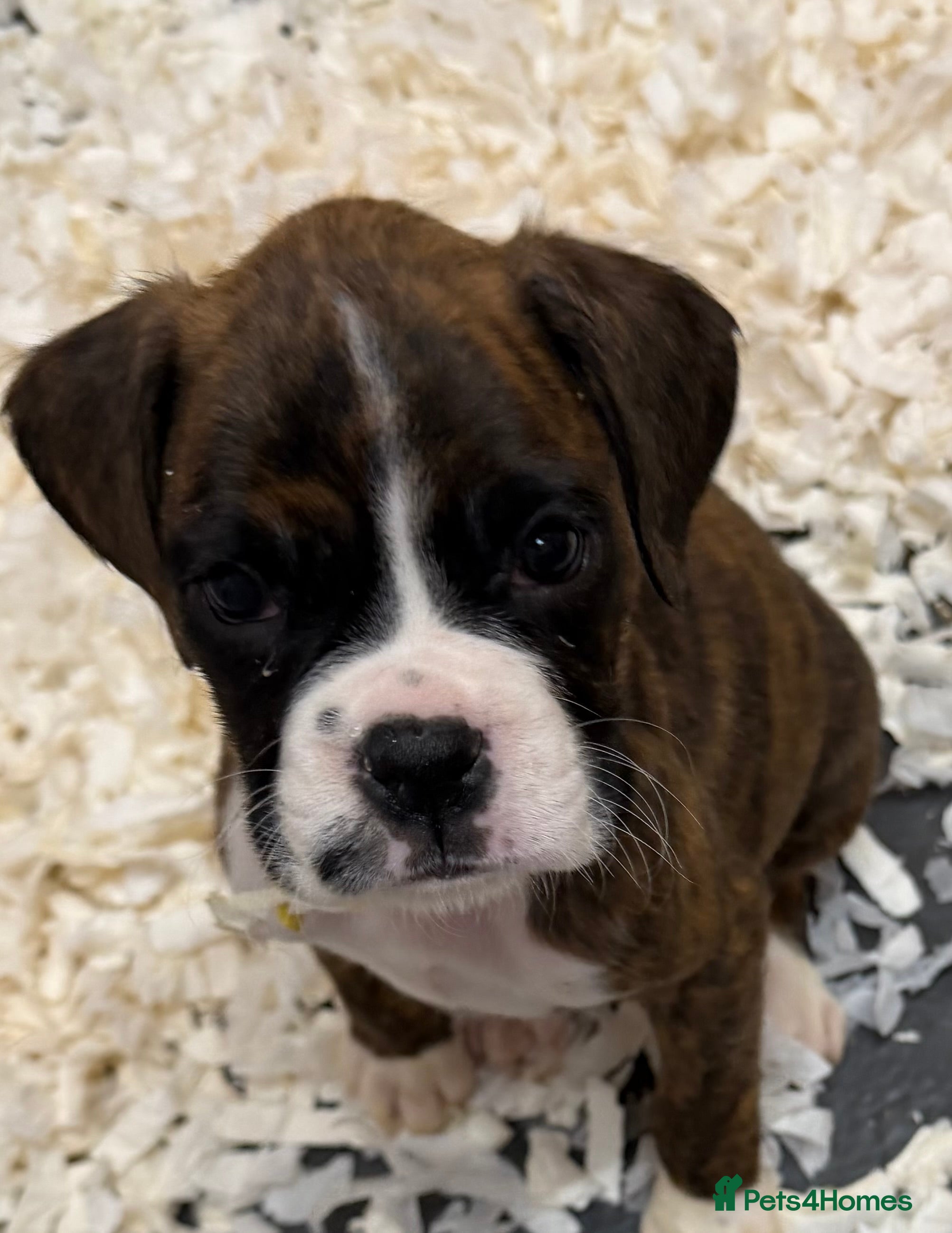 Boxer dogs Kc reg Boxer female pup left  - Advert 13