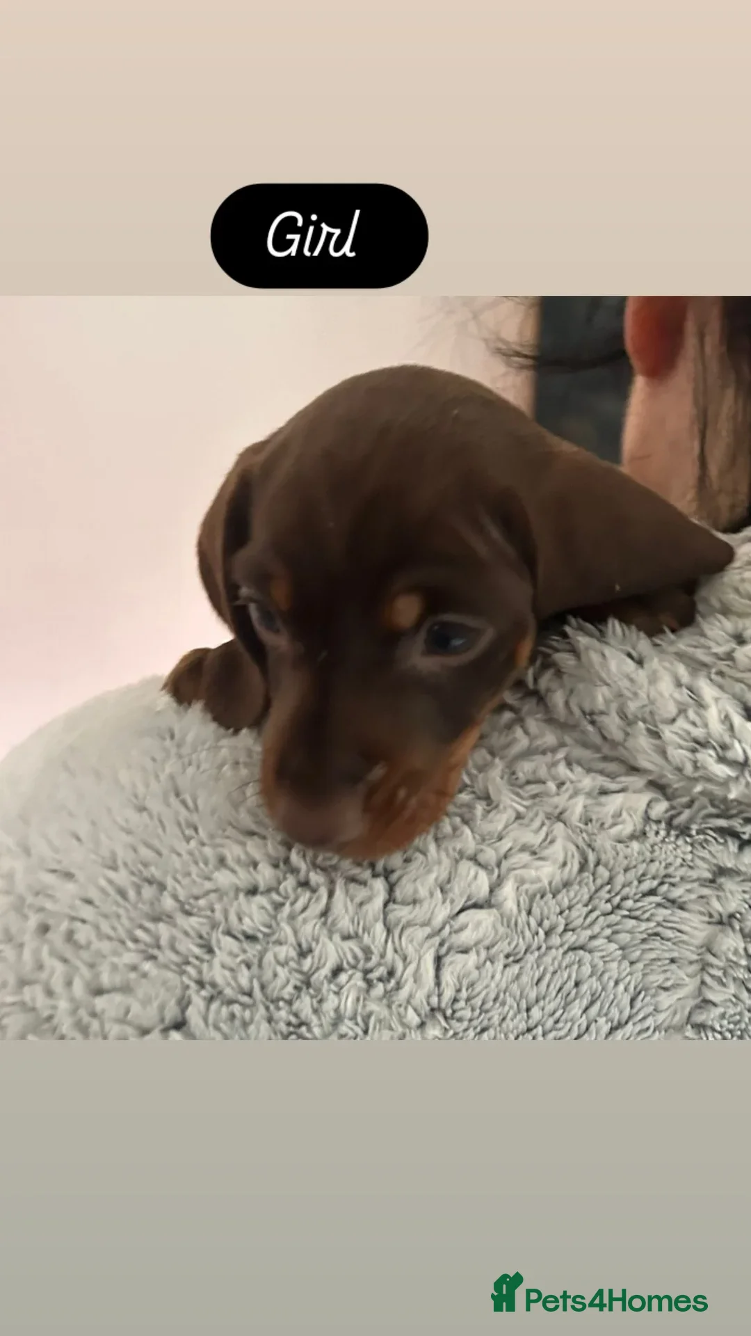 Dachshund dogs for sale: Dachshund puppies  - Advert 22