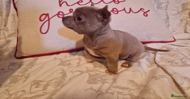 Chihuahua dogs - Advert 8