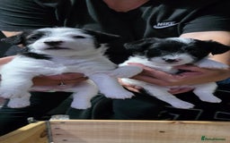 Jackapoo dogs for sale: BEAUTIFUL LAST JACKAPOO FEMALE in Epping - Image 1