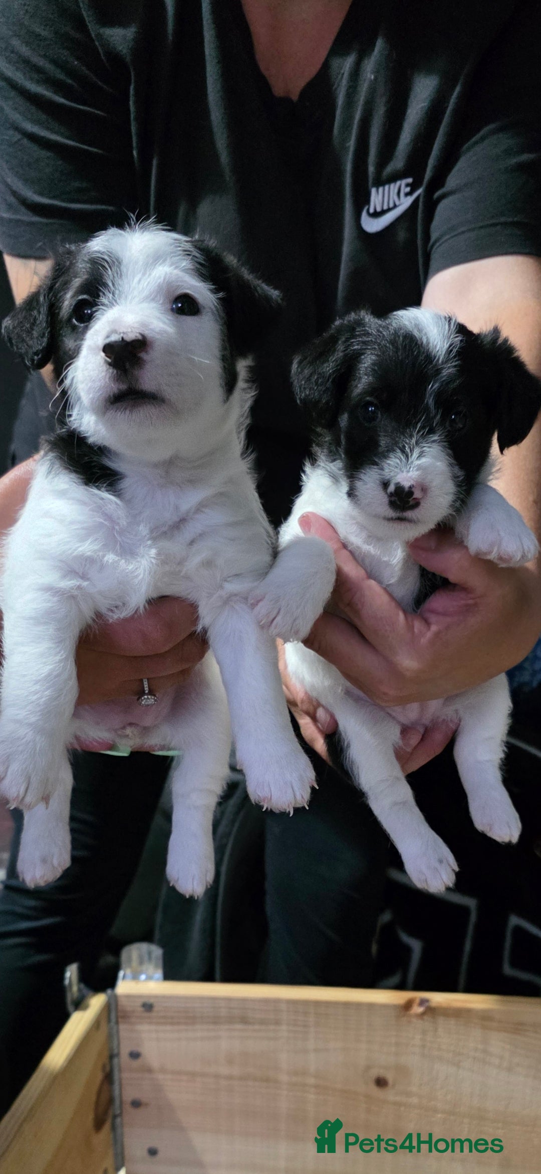 Jackapoo dogs for sale: BEAUTIFUL LAST JACKAPOO FEMALE in Epping - Image 1