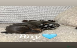 Miniature Dachshund dogs for sale: Miniature Dashund puppies🐶🐾 - Image 2