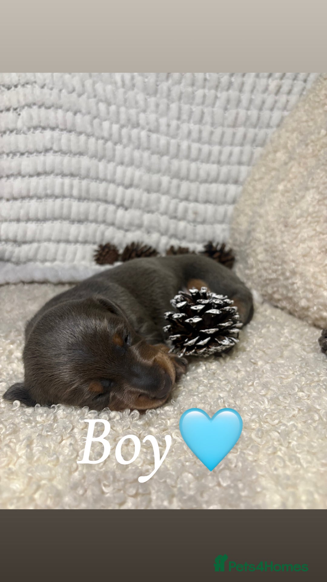 Miniature Dachshund dogs for sale: Miniature Dashund puppies🐶🐾 - Image 2