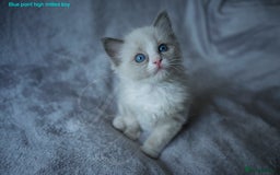 Ragdoll cats for sale: Stunning GCCF Registered Heart Melting Affection - Image 25