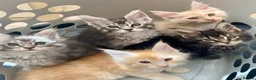 Maine Coon cats for sale: Monarch Maine coons kittens - Advert 2