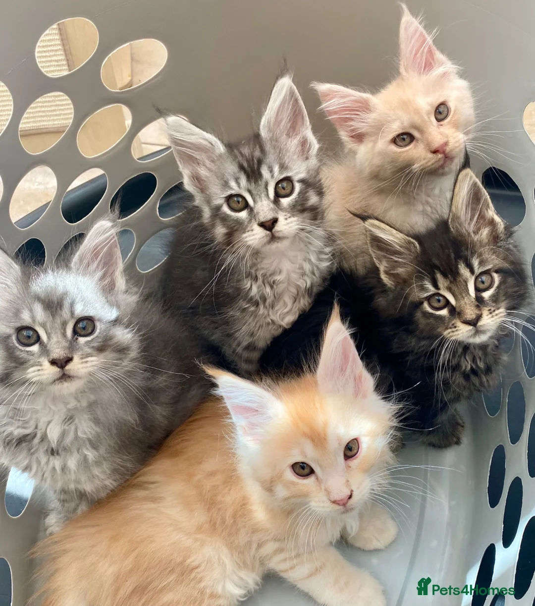 Maine Coon cats for sale: Monarch Maine coons kittens - Advert 2
