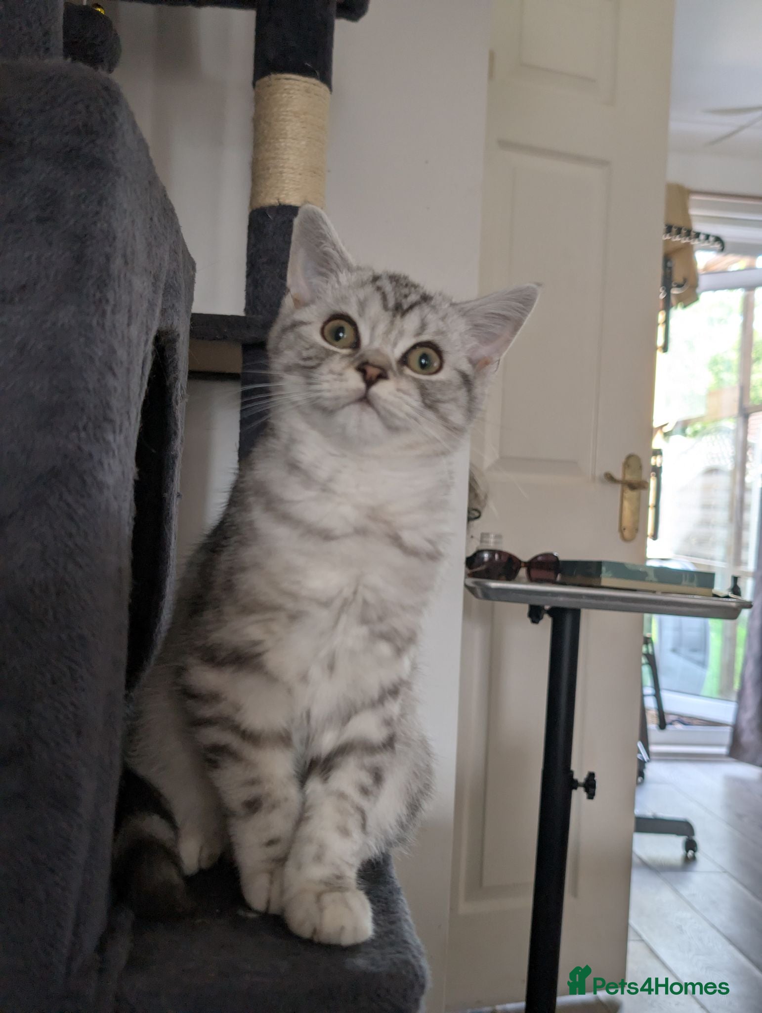 British Shorthair cats Full British shorthairs kittens READY NOW! - Advert 16