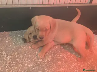 Labrador Retriever dogs Male Labrador Puppies for sale - Advert 1