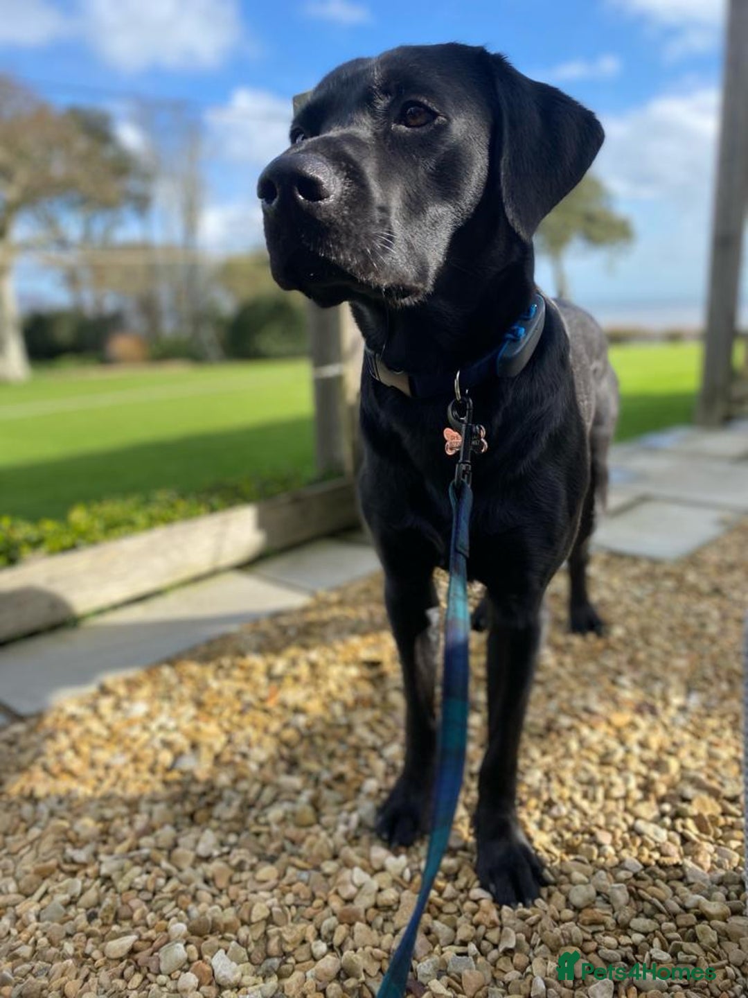 Labrador Retriever dogs for stud: KC Labrador, Health and DNA-Tested, Proven Stud in Cobham - Image 30