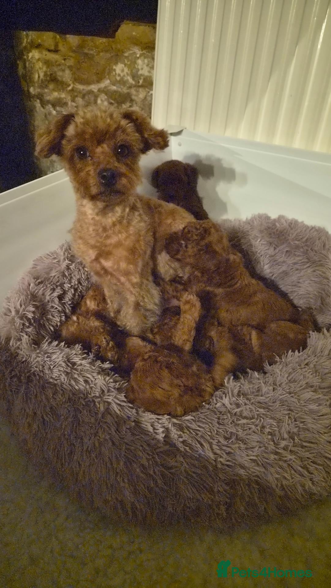 Yorkiepoo dogs F1B Yorkiepoo Puppies - Miniature Teddy Bears  - Advert 1