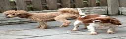 Cavapoo dogs for sale: Adorable red Cavapoos  - Advert 22