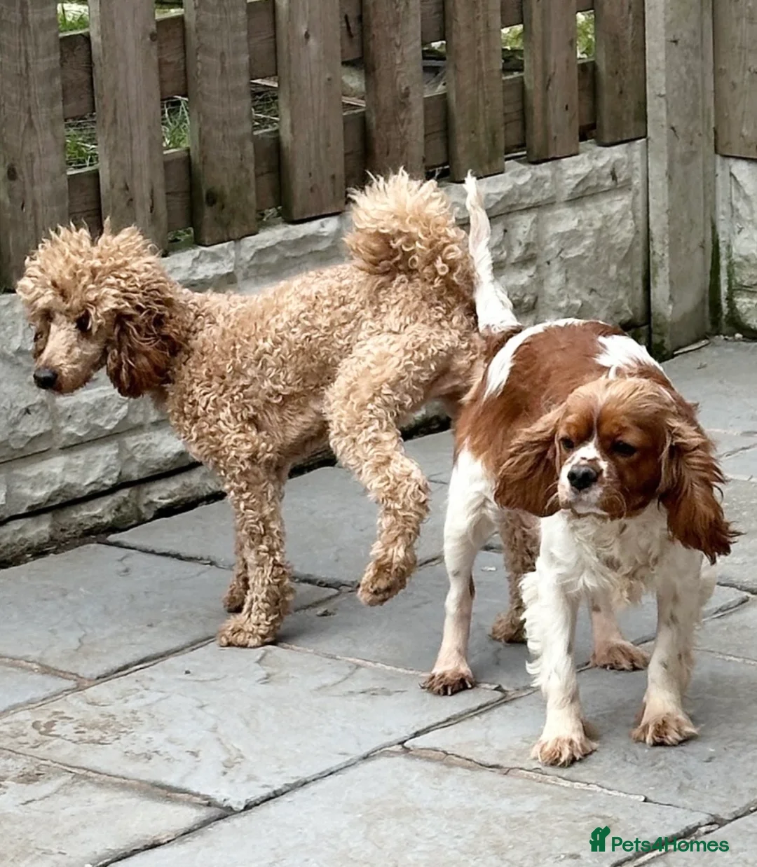 Cavapoo dogs for sale: Adorable red Cavapoos  - Advert 22