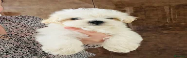 Maltese Puppy 3