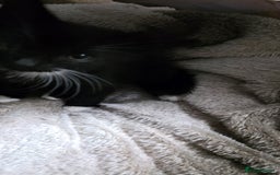 Mixed Breed cats for sale: Friendly playful kittens ready to find thier new  - Image 7