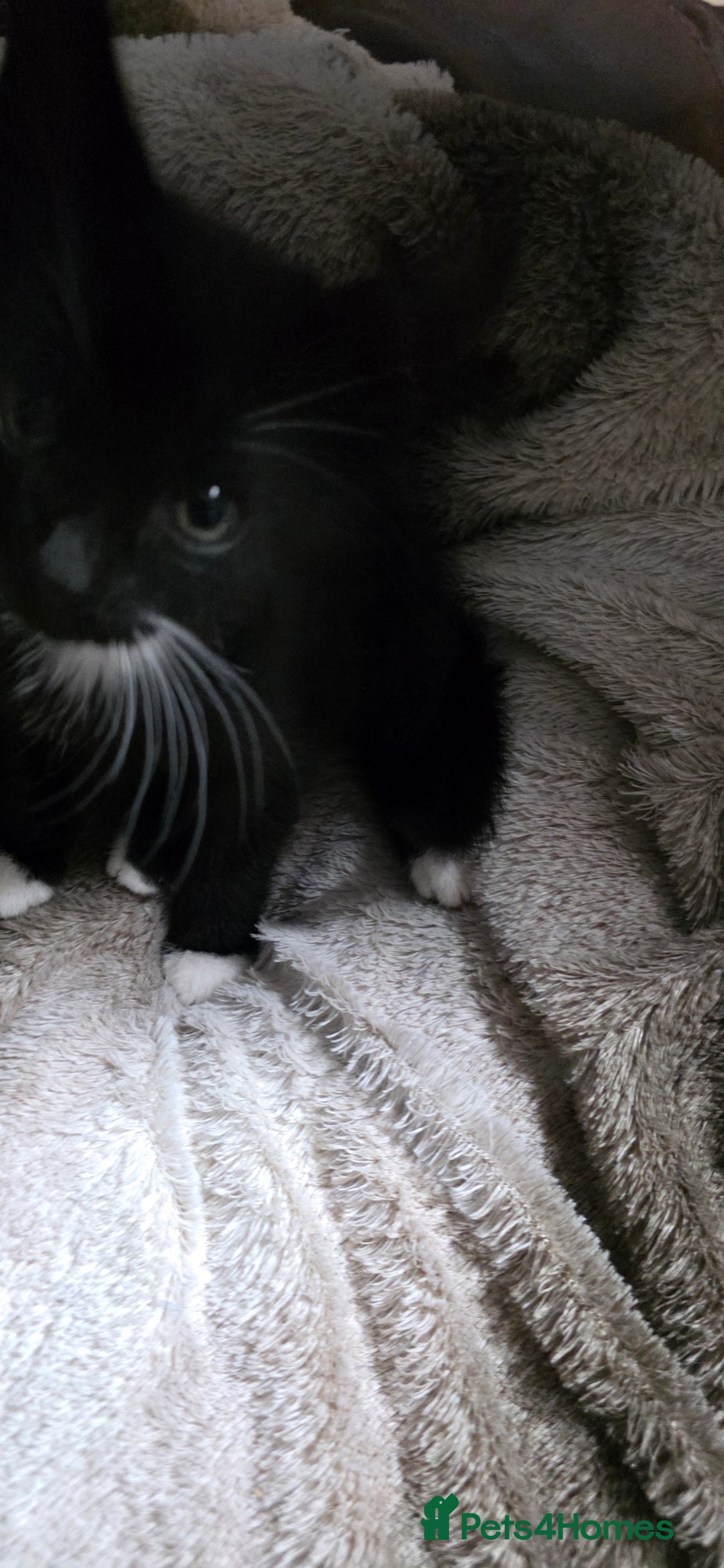 Mixed Breed cats for sale: Friendly playful kittens ready to find thier new  - Image 7