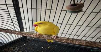 Ringnecks birds - Advert 12