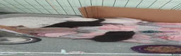 Ragdoll cats for sale: Four gorgeous ragdoll kittens  - Advert 4