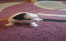 Bichon Frise dogs for sale: 4beautiful Bichon Frise puppies (3boys and 1 girl) - Image 7
