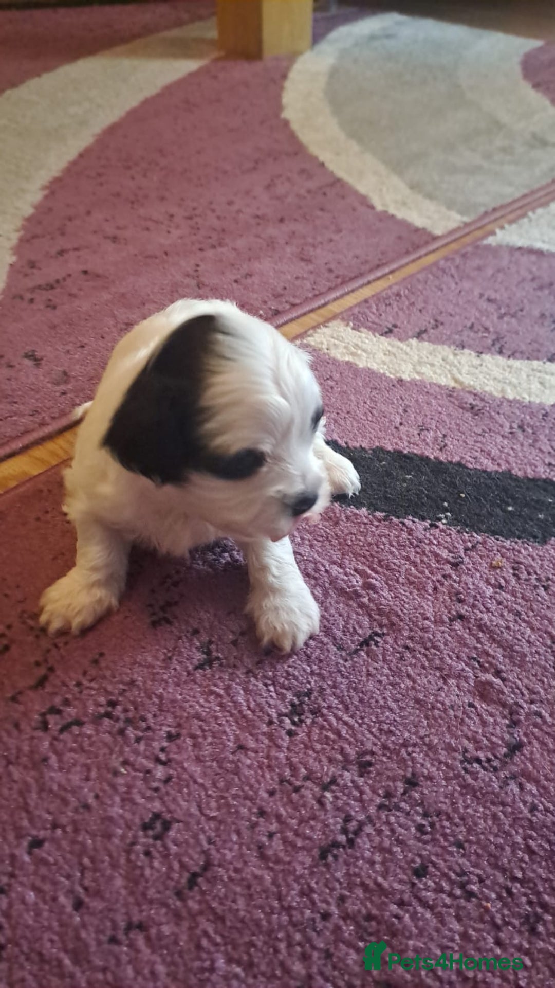 Bichon Frise dogs for sale: 4beautiful Bichon Frise puppies (3boys and 1 girl) - Image 7