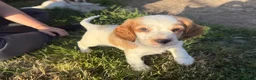 Cocker Spaniel dogs for sale: 2 boys Ready to leave working cocker spaniel  - Advert 3