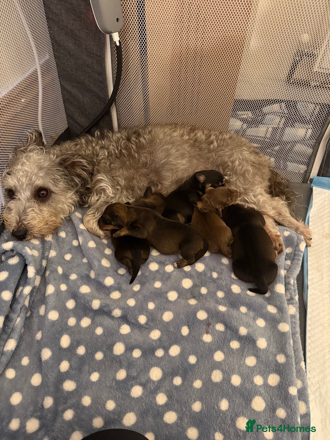 Mixed Breed dogs for sale: Mixed breed puppy for sale - Advert 6