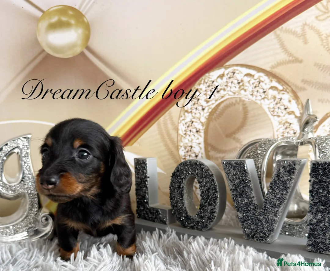 Miniature Dachshund dogs for sale: Adorable miniature datchund Kc reg boys available  - Advert 37