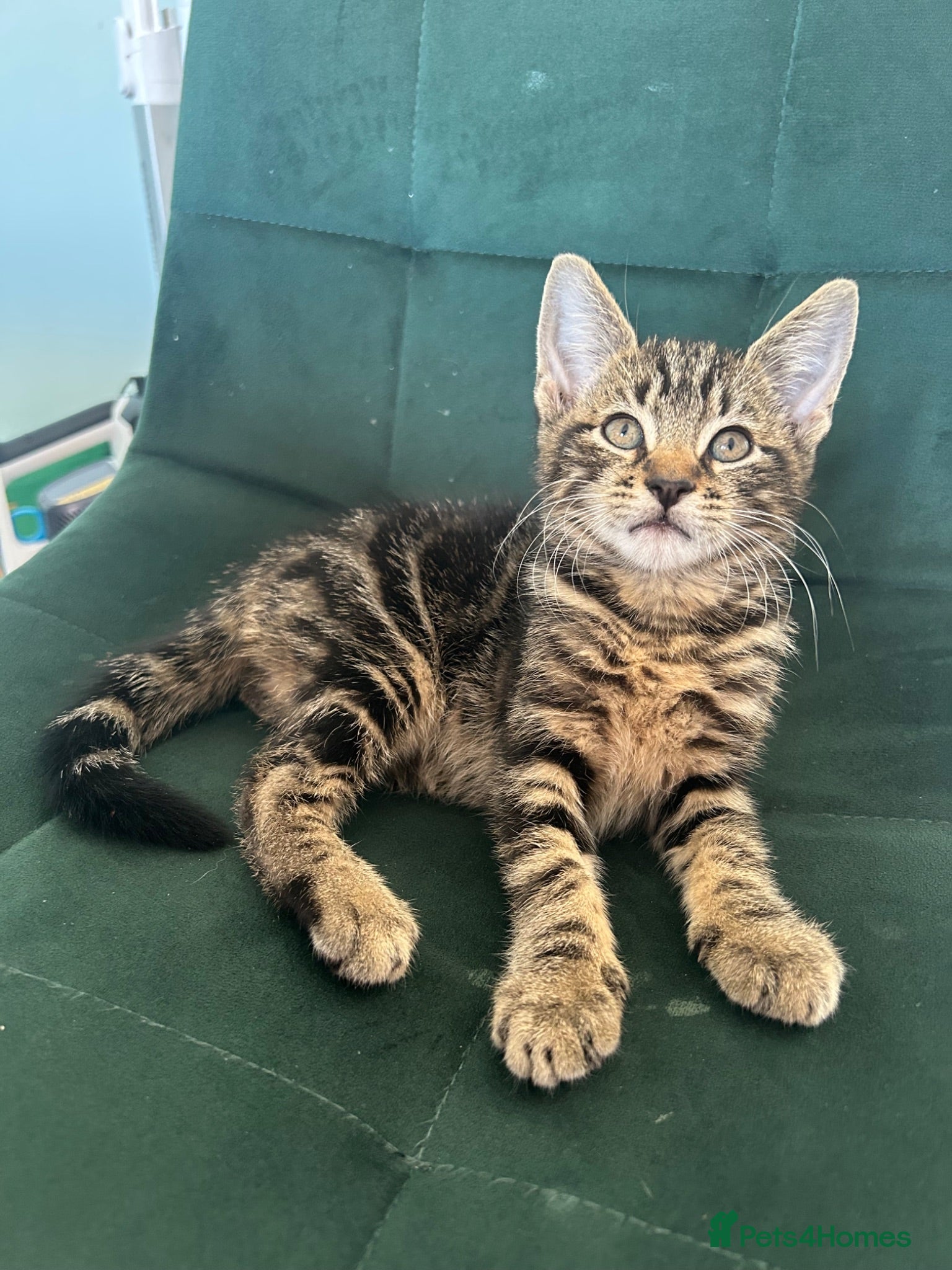 Mixed Breed cats     Adorable Kittens  - Advert 3