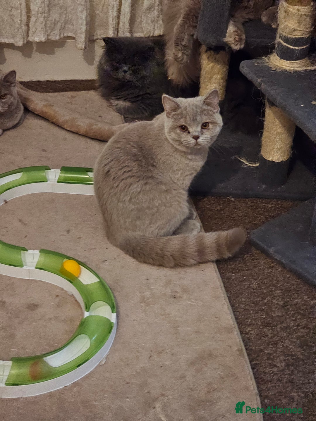 British Shorthair cats for sale: British shorthair and longhair  - Advert 16