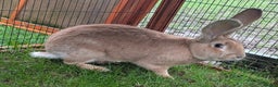 Continental Giant rabbits for sale: Yellow Self 10 mo Continental Giant Buck Rabbit - Advert 3