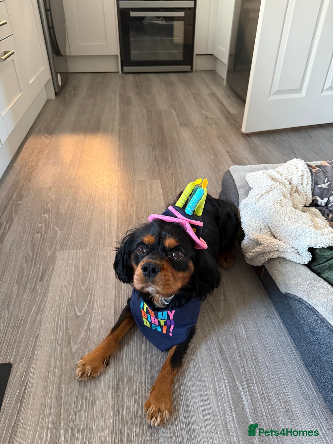 Cavalier King Charles Spaniel dogs for stud: Black & Tan cavalier King Charles spaniel stud  in Ferryhill - Advert 7