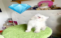 Ragdoll cats for sale: Beautiful kittens - Image 1