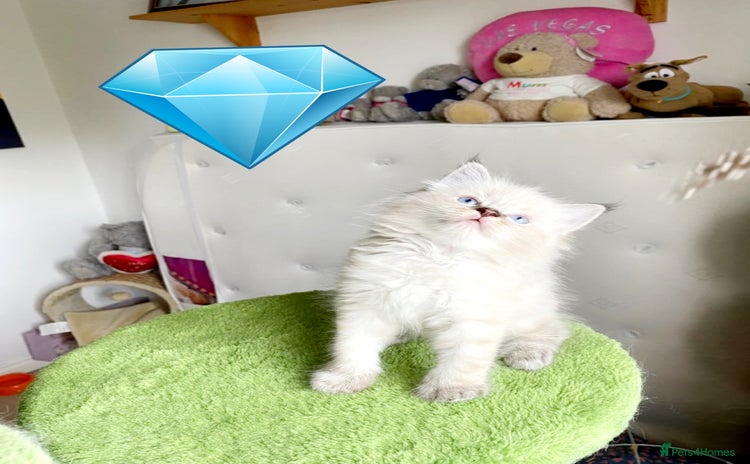 Ragdoll cats - Advert 15