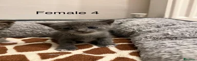 Mixed Breed 8