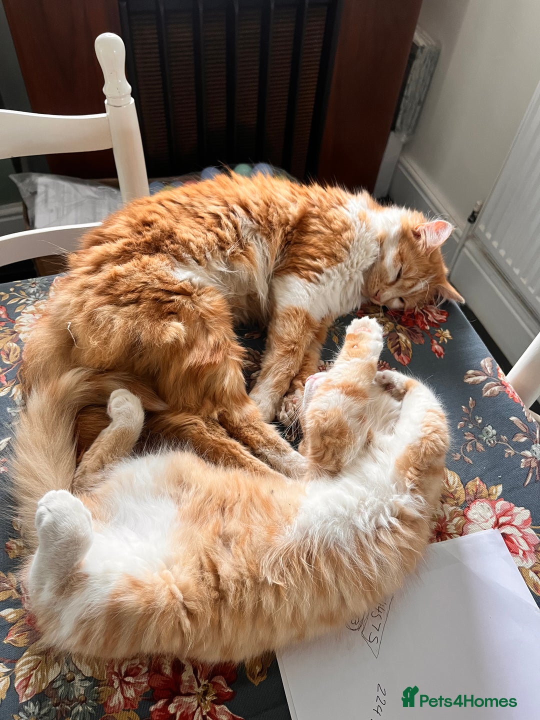 Mixed Breed cats for sale: Percy - stunning long haired ginger cat - Image 5
