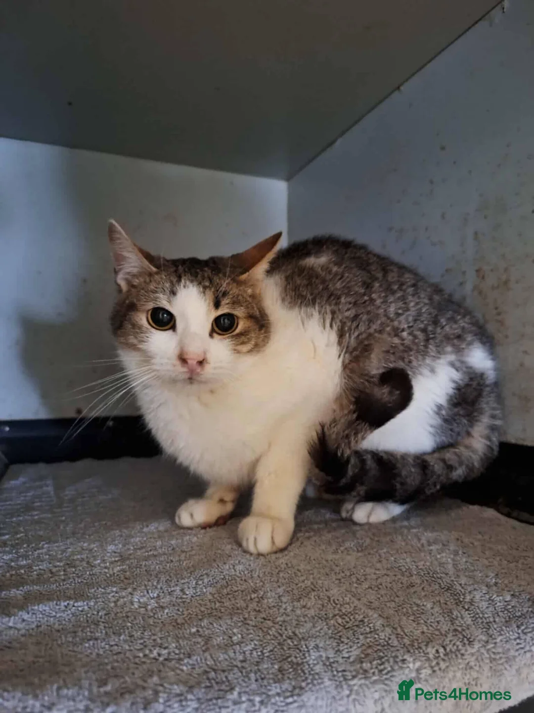 Mixed Breed cats for adoption: Galaxy for adoption - Advert 3