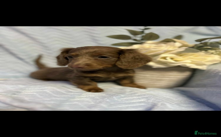 Miniature Dachshund dogs - Advert 13
