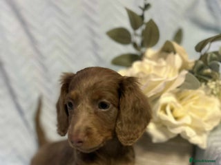 Miniature Dachshund dogs - Advert 14