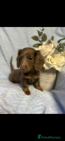Miniature Dachshund dogs - Advert 16