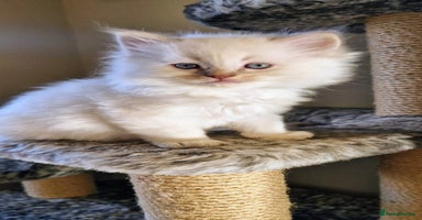 Ragdoll cats 🐾Last two Ragdolls.Ready 22nd December 🐾 - Advert 5