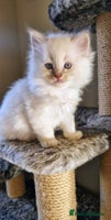 Ragdoll cats 🐾Last two Ragdolls.Ready 22nd December 🐾 - Advert 5