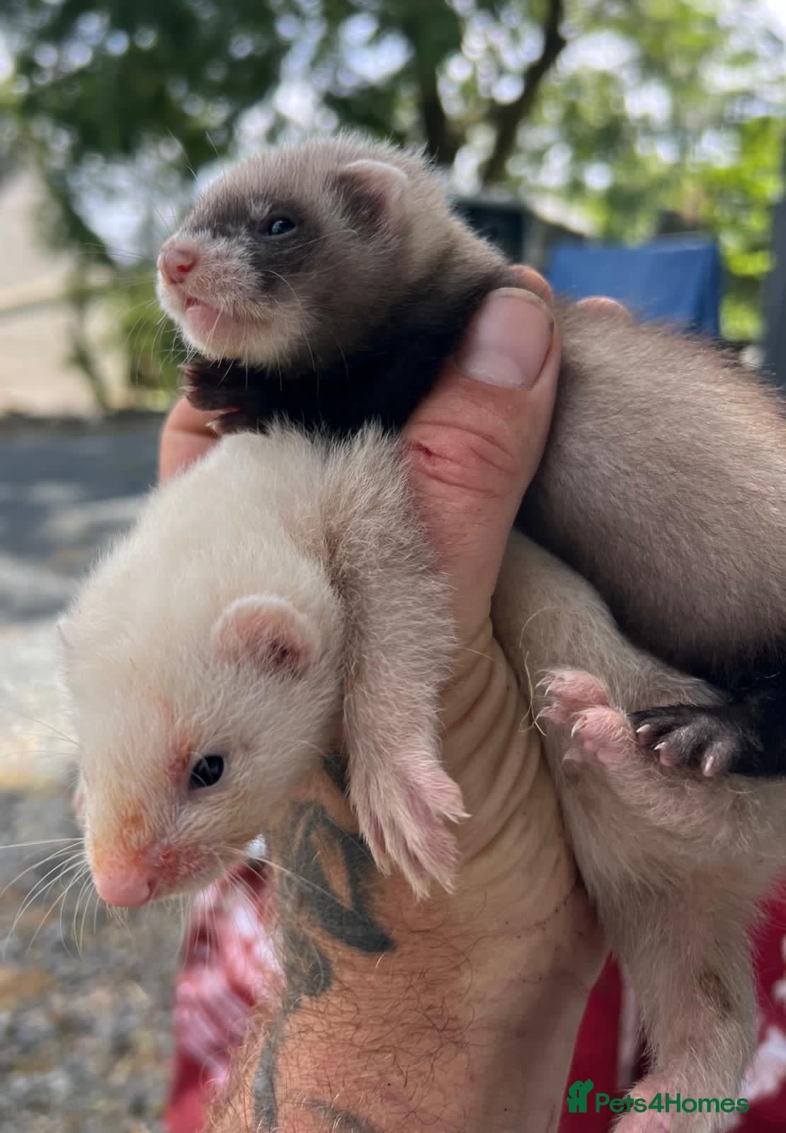 Ferret rodents 2 litters of ferret kits for sale - Advert 5