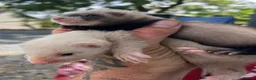 Ferret rodents for sale: 2 litters of ferret kits for sale in Holyhead - Advert 1