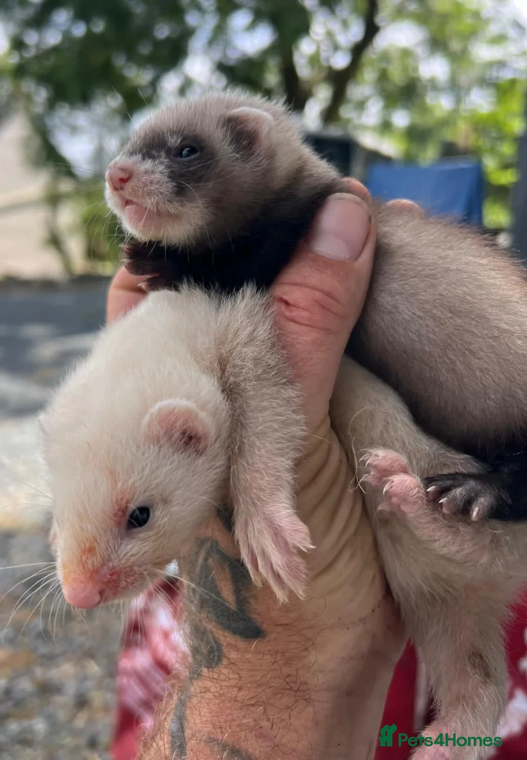 Ferret rodents for sale: 2 litters of ferret kits for sale in Holyhead - Advert 1