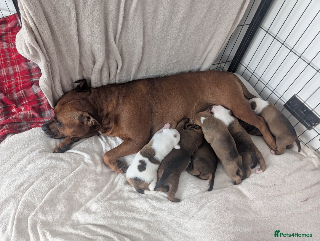 Staffordshire Bull Terrier dogs for sale: Red Staffordshire bull terrier pups  - Image 9