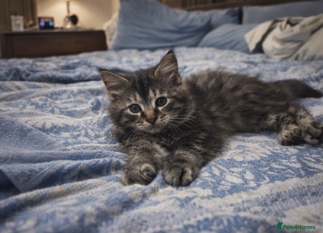 Maine Coon cats Last Maine Coon Boy left - Advert 15