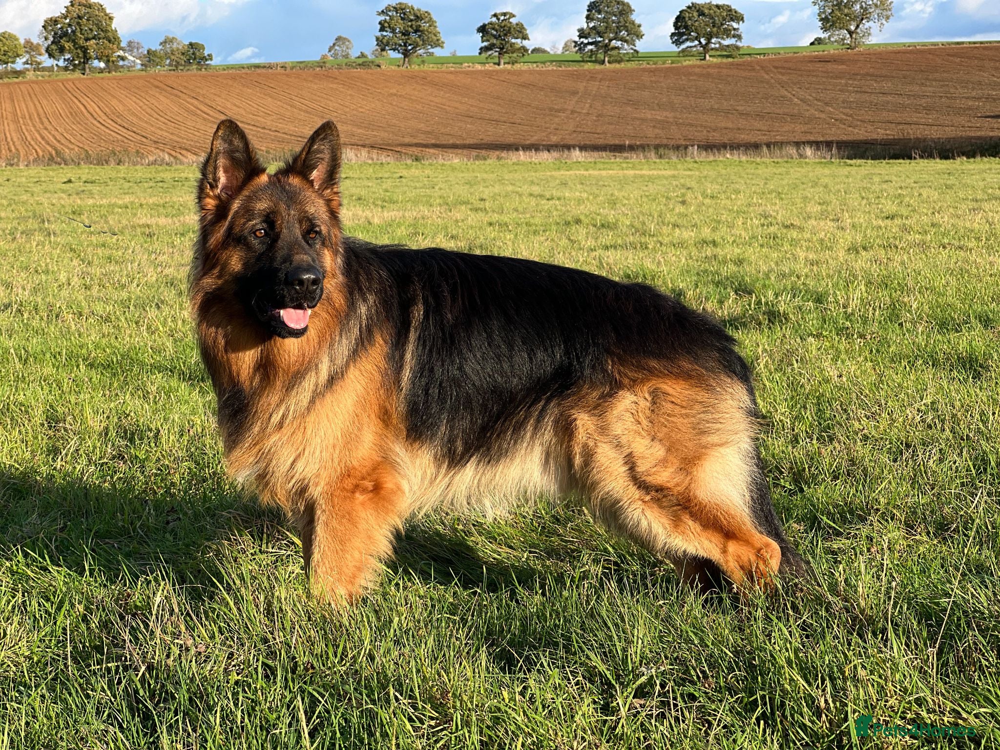 German Shepherd dogs Exceptional Beautiful litter of long coated  - Advert 2