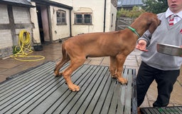 Rhodesian Ridgeback dogs for sale: Kc registered Rhodesian Ridgebacks puppies - Image 16
