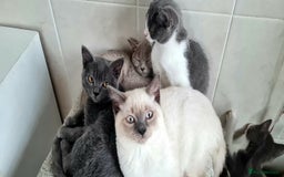 British Shorthair cats for sale: Beautiful Blue British, Lilac, Color point, Tabby  - Image 8