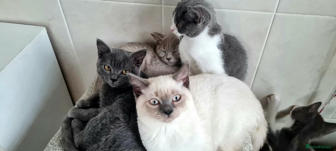 British Shorthair cats for sale: Beautiful Blue British, Lilac, Color point, Tabby  - Image 8